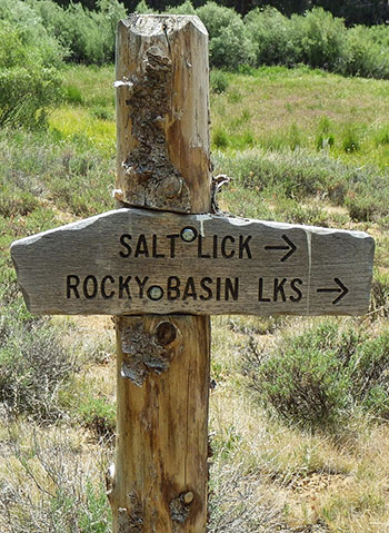 salt lick meadow